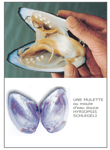 Mollusco d'acqua dolce che produce le perle d'Acqua Dolce non nucleate