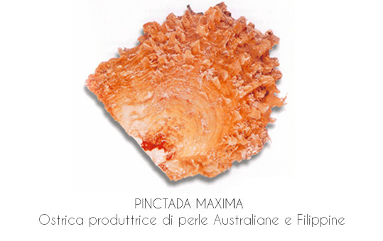 Ostrica produttrice di perle dei mari del sud (perle Australiane e Filippine)